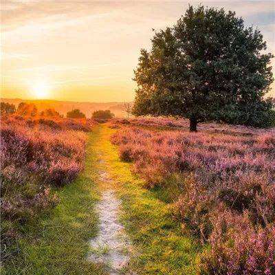 澳门正版资料大全下载手机版